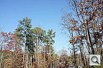 Click to see RX1PINE_IDC.JPG