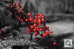 Click to see Y_BOKEH_BERRIES.JPG