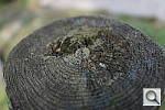 Click to see Y_RX1_WOOD.JPG