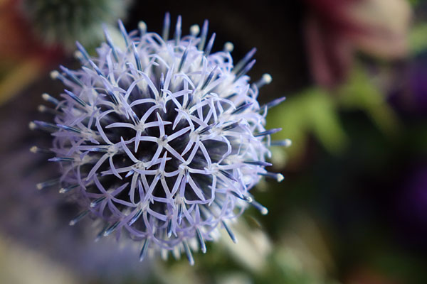 Sony RX10 II review -- Sample photo