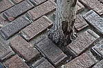 Click to see YDSC00532.JPG