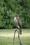 Click to see YC-RX10-IV-1500.JPG