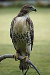 Click to see YC-RX10-IV-1564.JPG