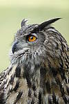 Click to see YC-RX10-IV-1674.JPG