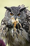 Click to see YC-RX10-IV-2085.JPG