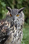 Click to see YC-RX10-IV-2199.JPG