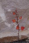 Click to see YDSC00039.JPG