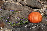 Click to see YDSC00214.JPG