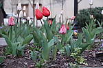 Click to see YDSC02057.JPG