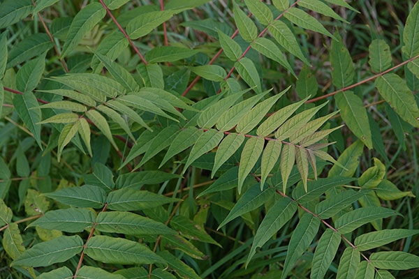Sony RX10 IV review -- Sample photo
