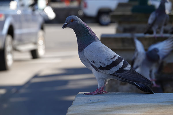 Sony RX10 IV review -- Sample photo