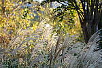 Click to see YDSC00152.JPG