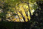 Click to see YDSC00601.JPG
