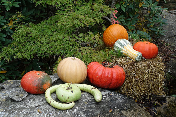Sony RX10 review -- Sample photo
