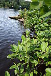 Click to see Y_RX100M2_LAKE.JPG