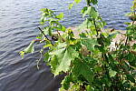 Click to see Y_RX100M2_LEAF.JPG