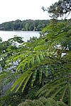 Click to see Y_RX100M2_MIMOSA.JPG