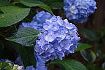 Click to see Y-AI01207.JPG