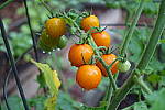Click to see Y-AN01210.JPG