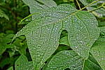 Click to see Y-AO01213-HDR-PNT.JPG