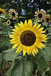 Click to see Y_DSC0024.JPG