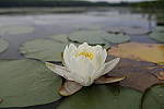 Click to see Y_DSC0147.JPG