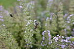 Click to see Y_DSC0193.JPG