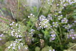 Click to see Y_DSC0237.JPG