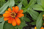 Click to see Y_DSC0244.JPG