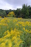 Click to see Y_DSC0285-nd.JPG
