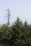 Click to see Y_DSC0468.JPG