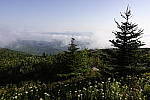 Click to see Y_DSC0477.JPG