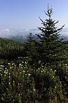 Click to see Y_DSC0482.JPG