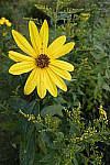 Click to see Y_DSC0708.JPG