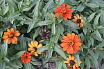 Click to see Y_DSC0742-ISO200.JPG