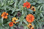 Click to see Y_DSC0743-ISO400.JPG