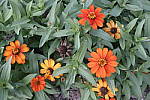 Click to see Y_DSC0744-ISO800.JPG