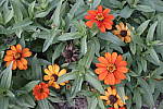 Click to see Y_DSC0746-ISO3200.JPG