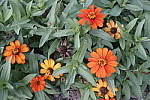 Click to see Y_DSC0752-NR-Std.JPG