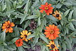 Click to see Y_DSC0753-Std.JPG
