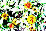 Click to see Y_DSC0756-Poster.JPG