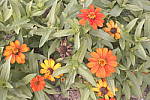Click to see Y_DSC0757-Retro.JPG