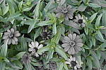 Click to see Y_DSC0760-PCGreen.JPG