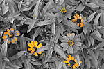 Click to see Y_DSC0762-PCBlue.JPG
