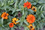 Click to see Y_DSC0764-Soft.JPG