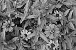 Click to see Y_DSC0766-RichBW.JPG