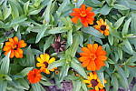 Click to see Y_DSC0768-Watercolor.JPG