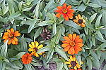 Click to see Y_DSC0769-Illustration.JPG