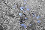Click to see Y_DSC0770-PCBlue.JPG