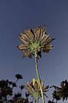 Click to see Y_DSC0776.JPG